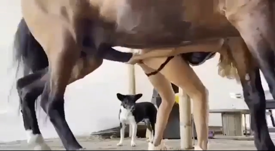 Stupid bitch fucking a donkey